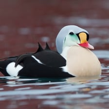 An eider duck floating on coastal water.