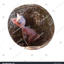 A young chick in a nest.