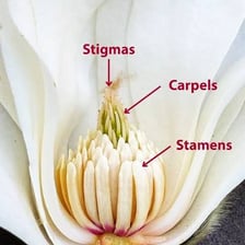 A close-up of a flower showing its stamens.