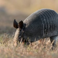 An armadillo foraging on the ground.
