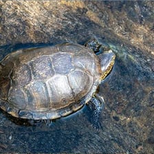 A terrapin beside freshwater.