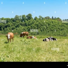 A group of cows grazing together in a pasture
