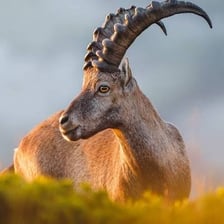 An alpine ibex standing on a rocky mountain slope.