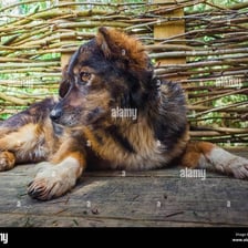A mixed-breed dog outdoors
