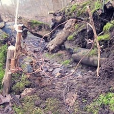 Snares set on the ground in a forest