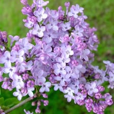 Clusters of pale purple lilac flowers.