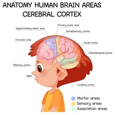 A labeled educational diagram showing the cerebral cortex