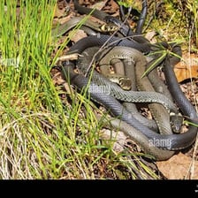 Several snakes coiled and moving through grass.