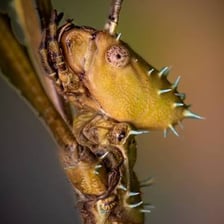 A close-up of an insect showing its sensory antennae