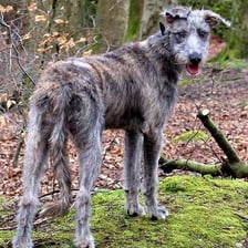 A long-legged lurcher dog outdoors
