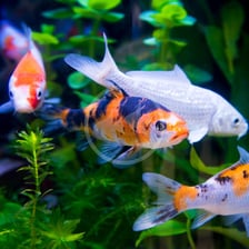 Colourful koi carp swimming in a pond