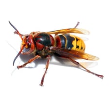 A close-up photograph of a European hornet