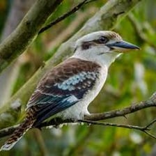 A laughing kookaburra perched on a branch.