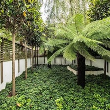 Ferns, shrubs and other vegetation growing beneath a forest canopy