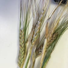A field of barley with mature grain heads.