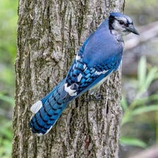 A blue jay perched on a branch.