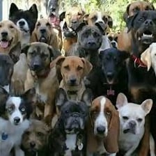 Several domestic dogs together