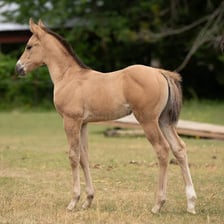 A young female horse standing in a field