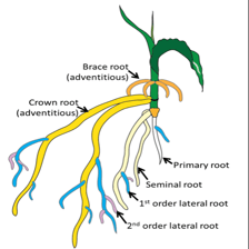 Deep tree roots illustrating a fundamental basis