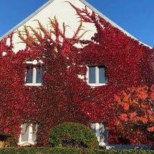 Vines spreading unchecked across a building