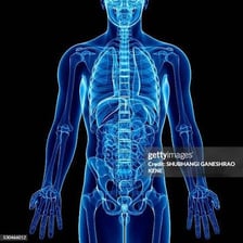 An anatomical illustration showing the human torso