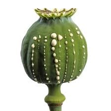 An opium poppy with a mature seed pod.