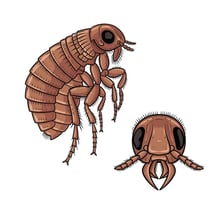 A fly and a flea shown as examples of insects.