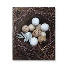 A single bird egg shown in close-up.