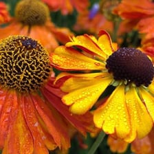 A bee drawn to a brightly coloured flower