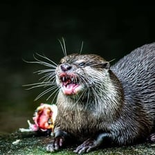 A calm, non-threatening animal shown at close range.