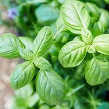 A healthy green plant flourishing in good conditions