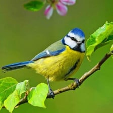 A small blue tit perched on a branch