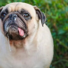 A close-up of a dog with saliva drooling from its mouth