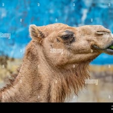 A camel showing its rounded hump