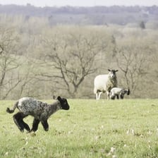 A young sheep standing in a grassy field.