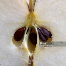 The central core of a cut apple