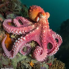 An octopus moving across the seabed underwater.
