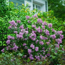 A lilac shrub covered with clusters of purple flowers