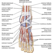 An illustration showing the toes as the digits of a human foot.