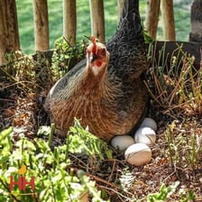 Hen eggs arranged in a nest