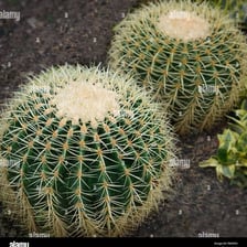 A spiny cactus growing in a dry desert landscape