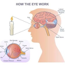 An educational illustration of the human eye