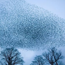 A flock of birds flying together