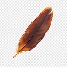 A single feather shown in close-up.