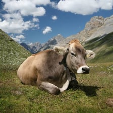 A cow standing in a field with its mouth open as it lows