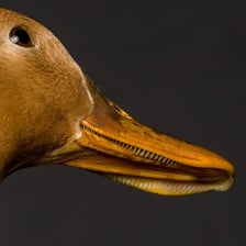 Close-up photograph of a duck’s broad bill