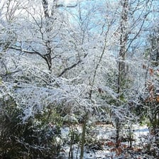 A tree with uncovered branches in winter