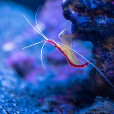 A shrimp in its underwater habitat