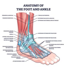 A human foot viewed from the side with the heel visible