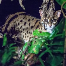 A leopard showing its spotted coat and rosette markings.